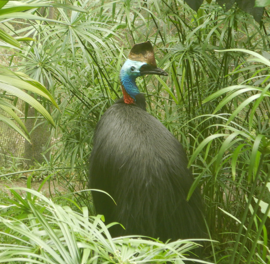 Southern Cassowary