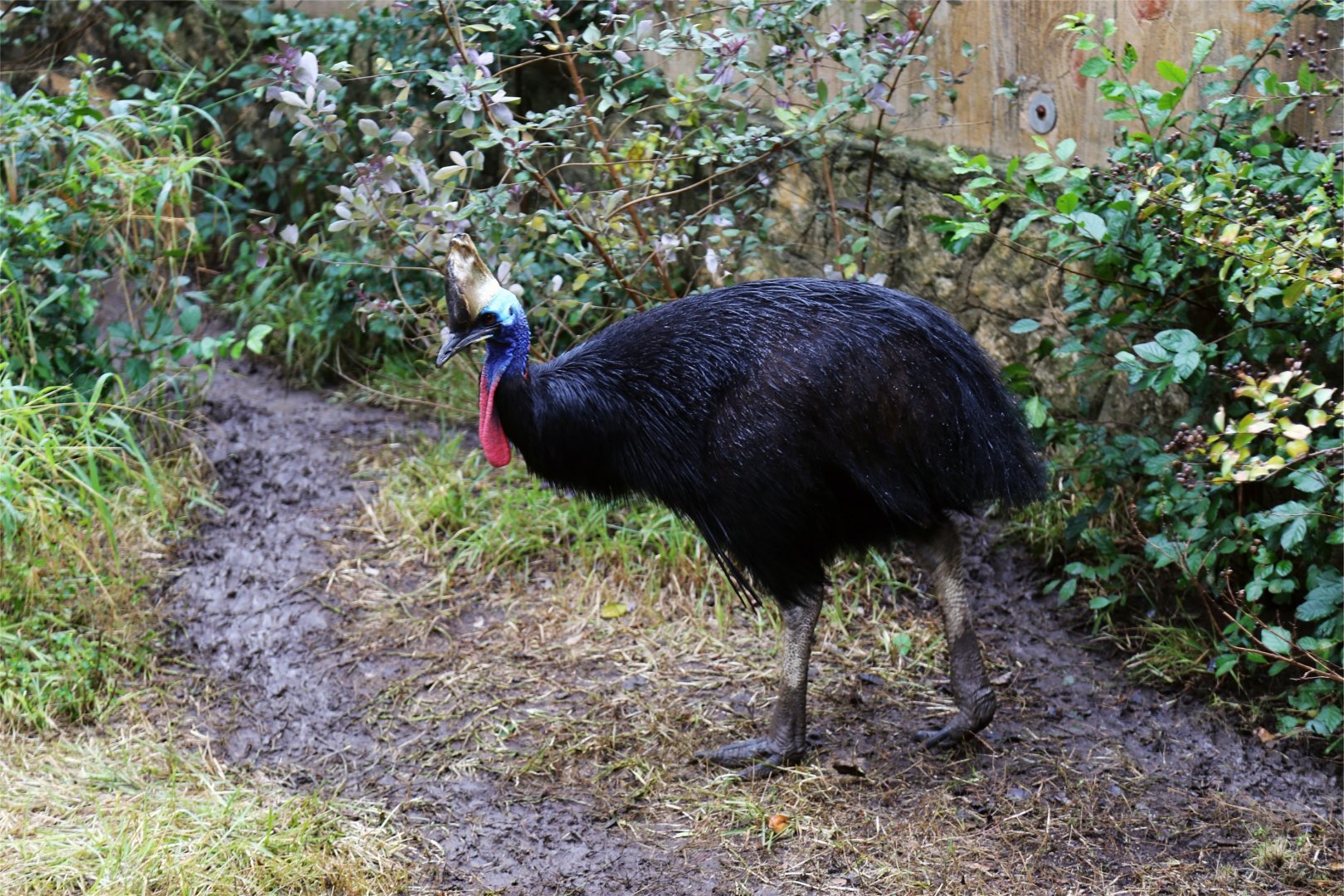 Southern Cassowary