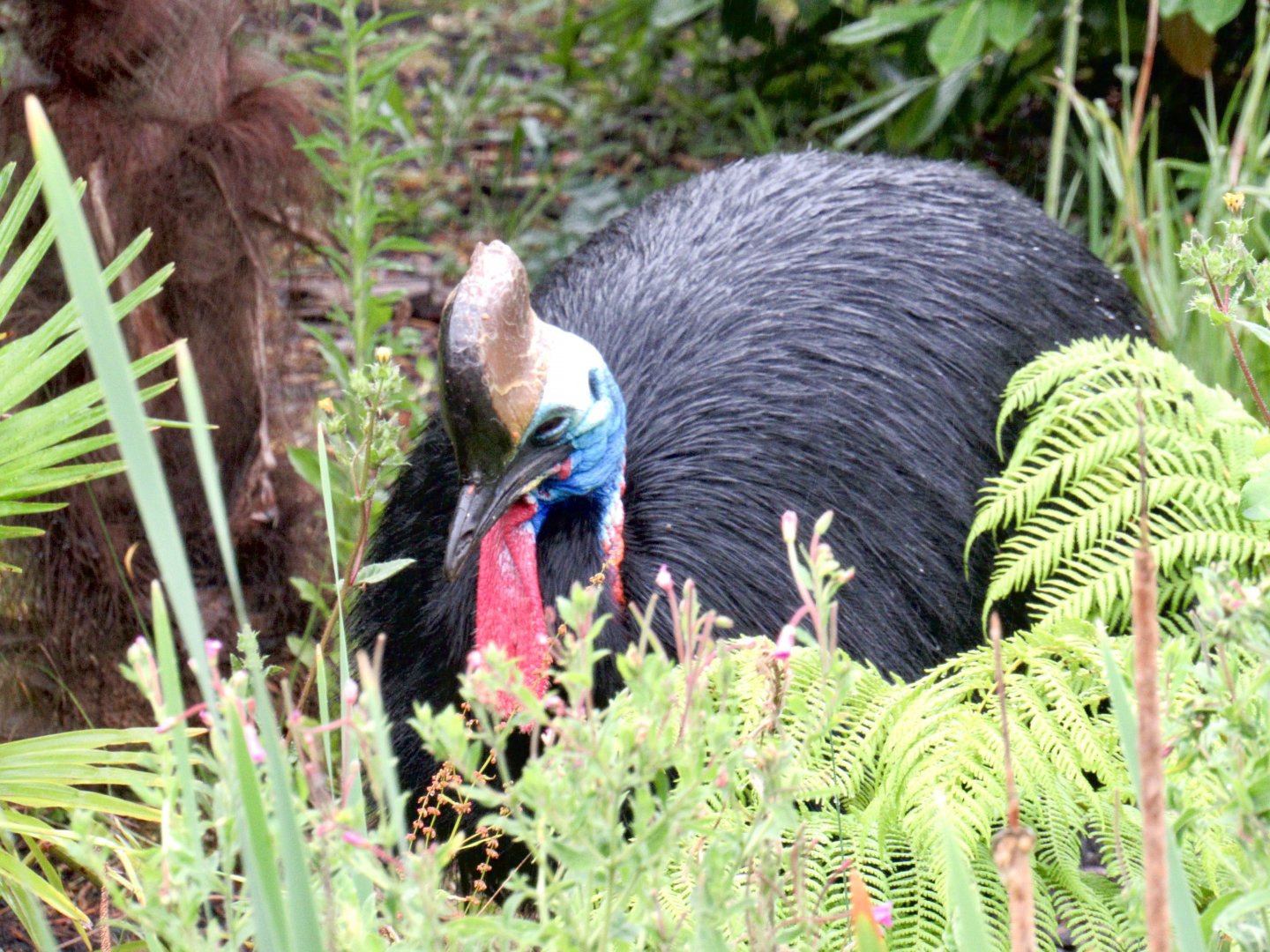 Southern Cassowary