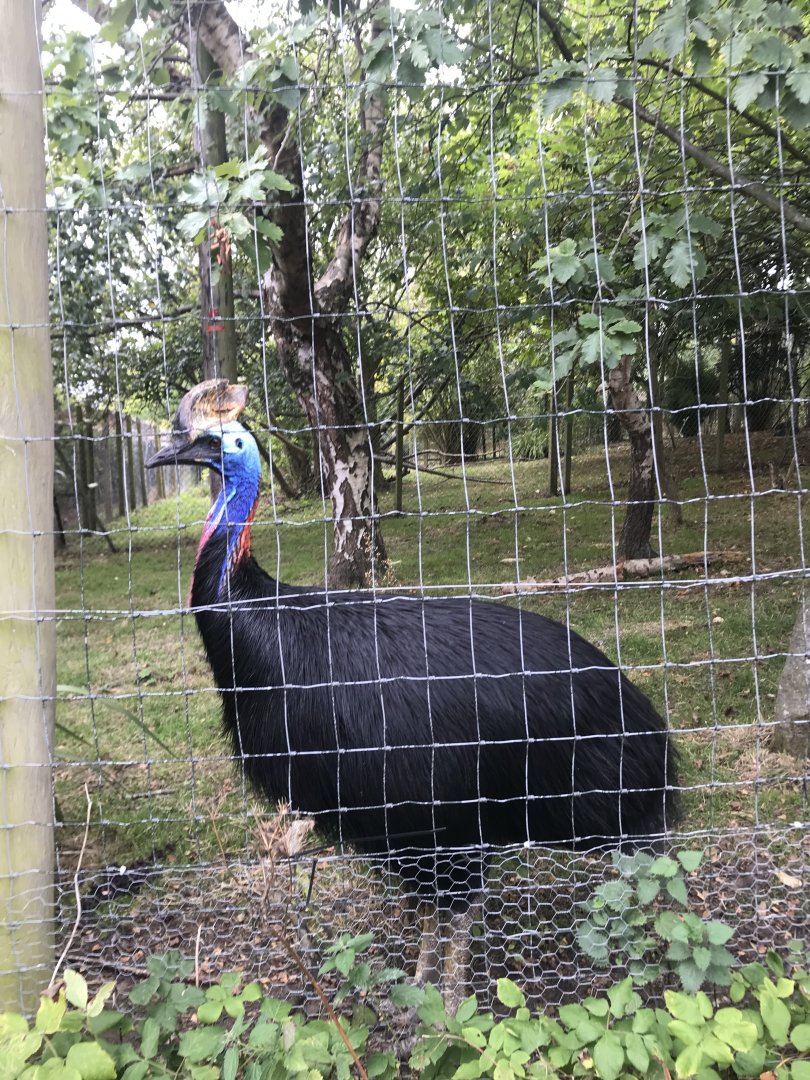 Southern cassowary