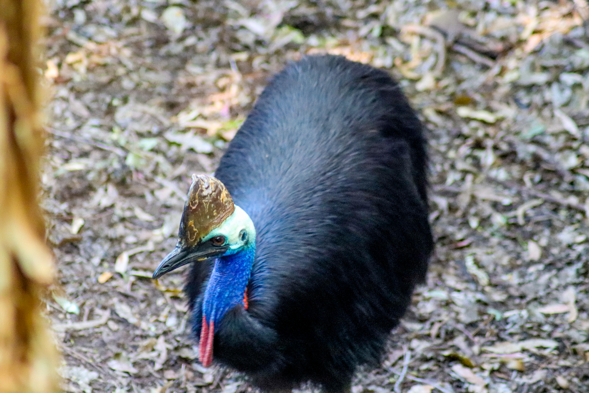 Southern Cassowary