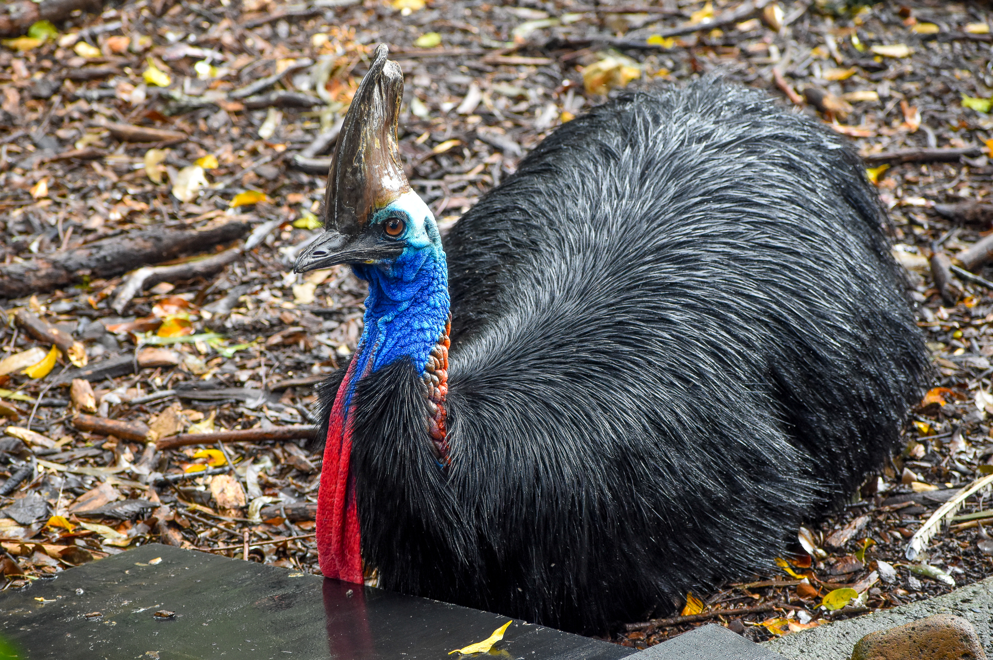 Southern Cassowary