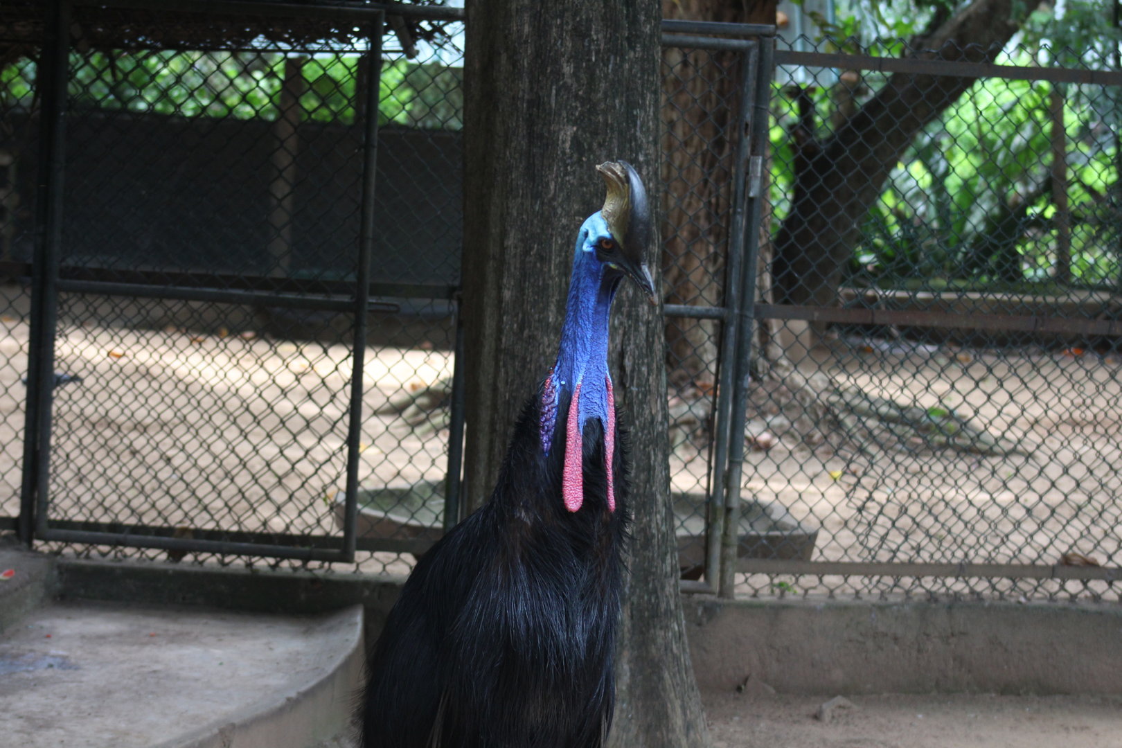 Southern cassowary