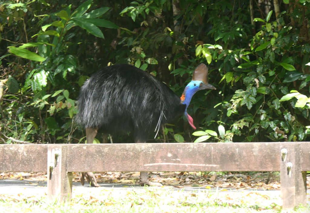 Southern Cassowary
