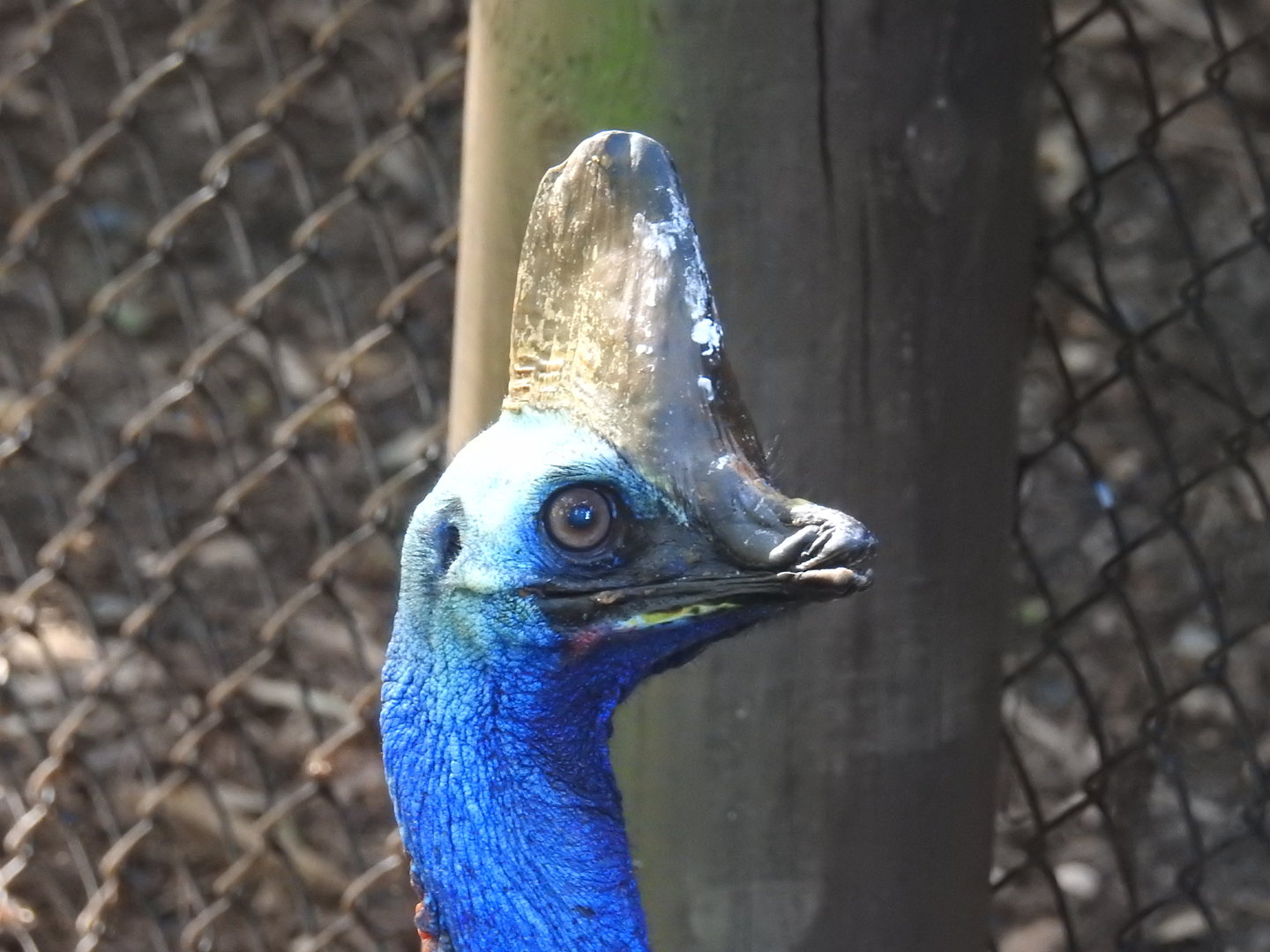 Southern Cassowary