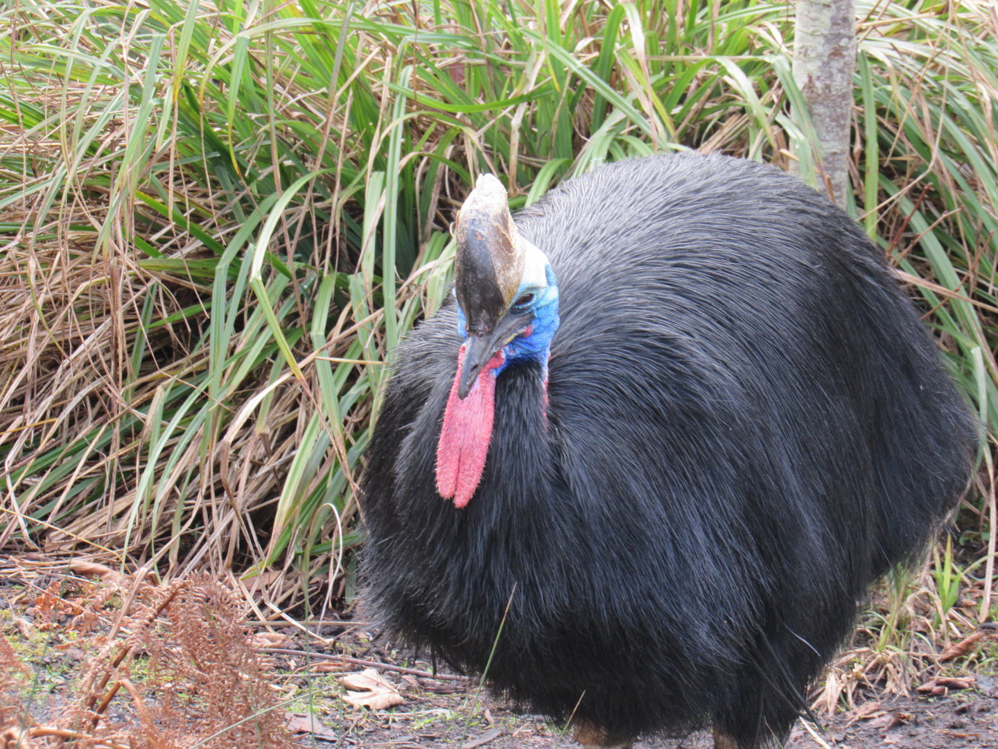 Southern Cassowary
