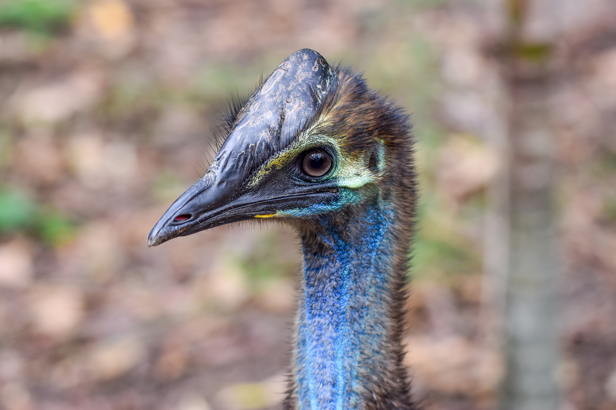 Southern Cassowary