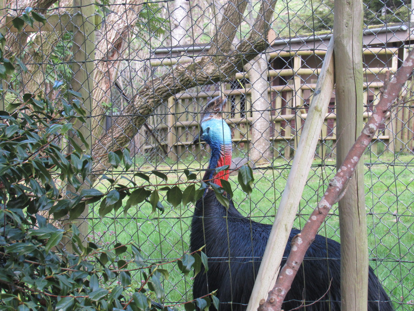 Southern Cassowary
