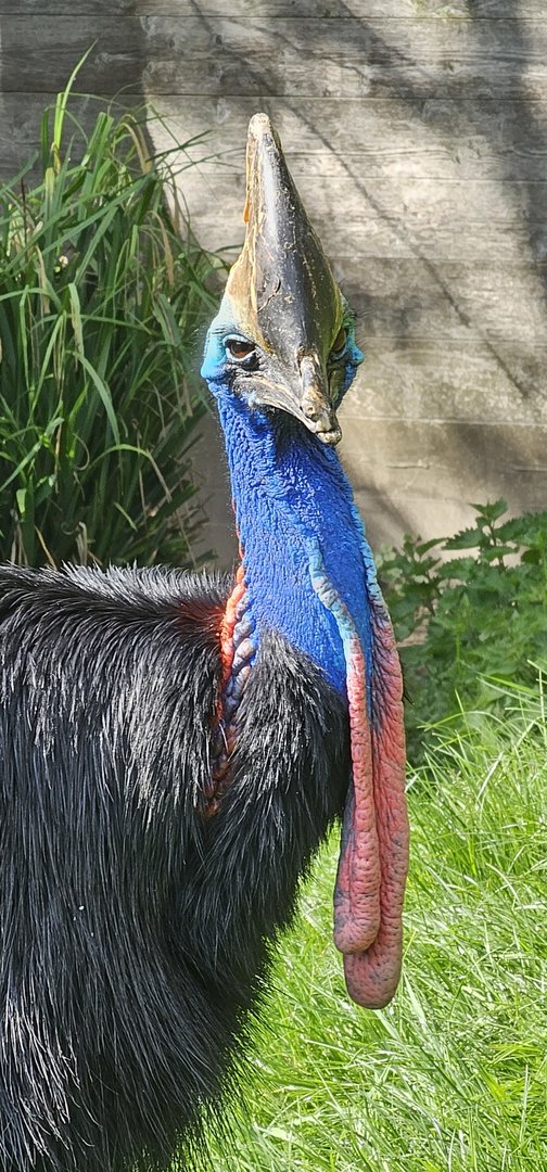 Southern cassowary