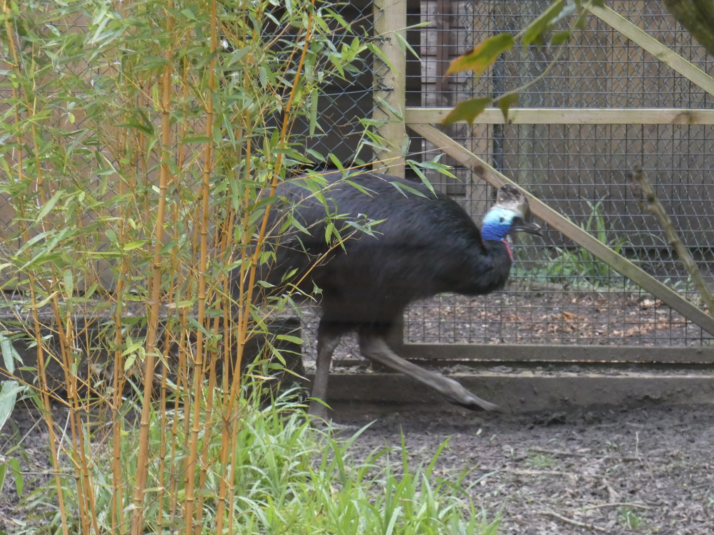 Southern cassowary