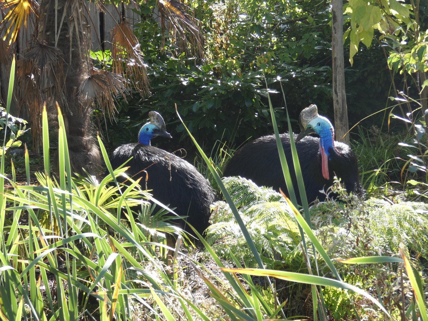Southern cassowary