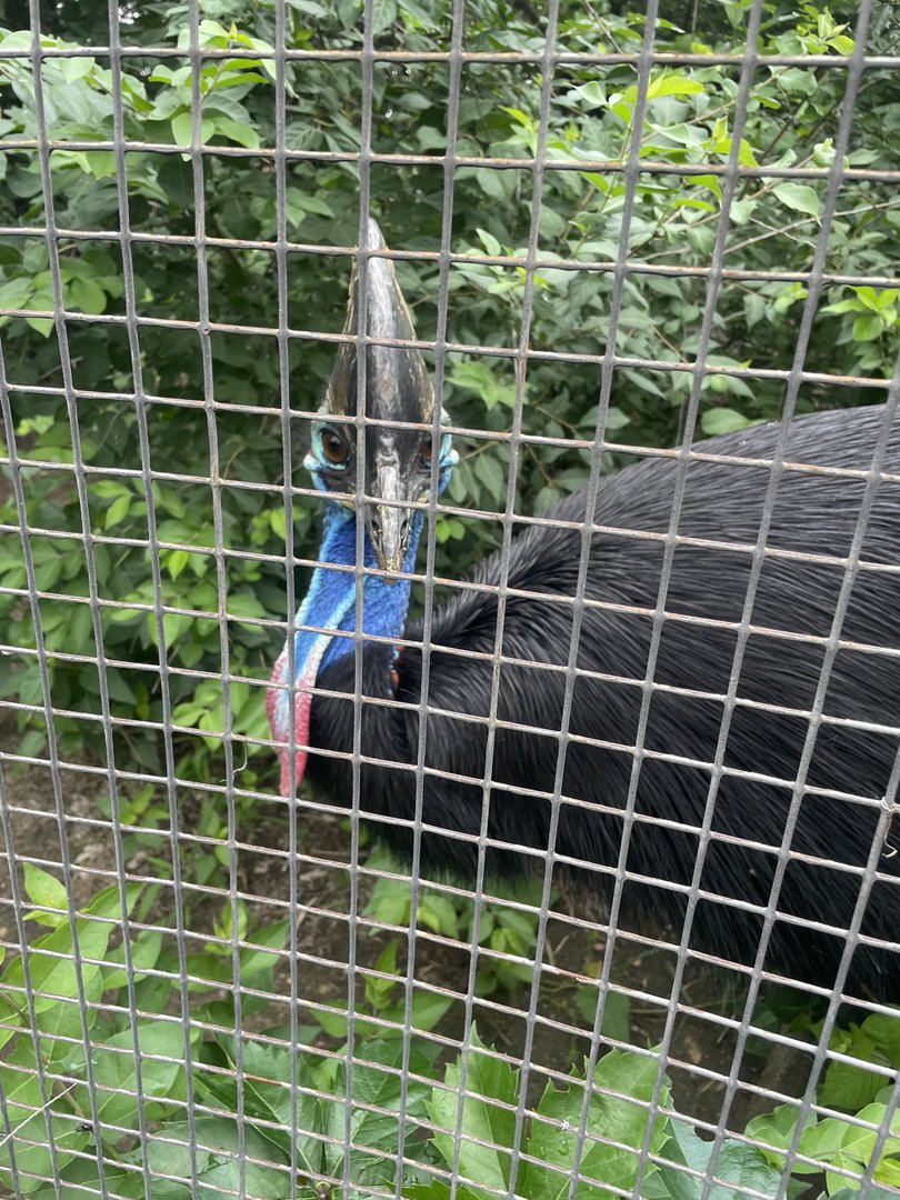 Southern Cassowary