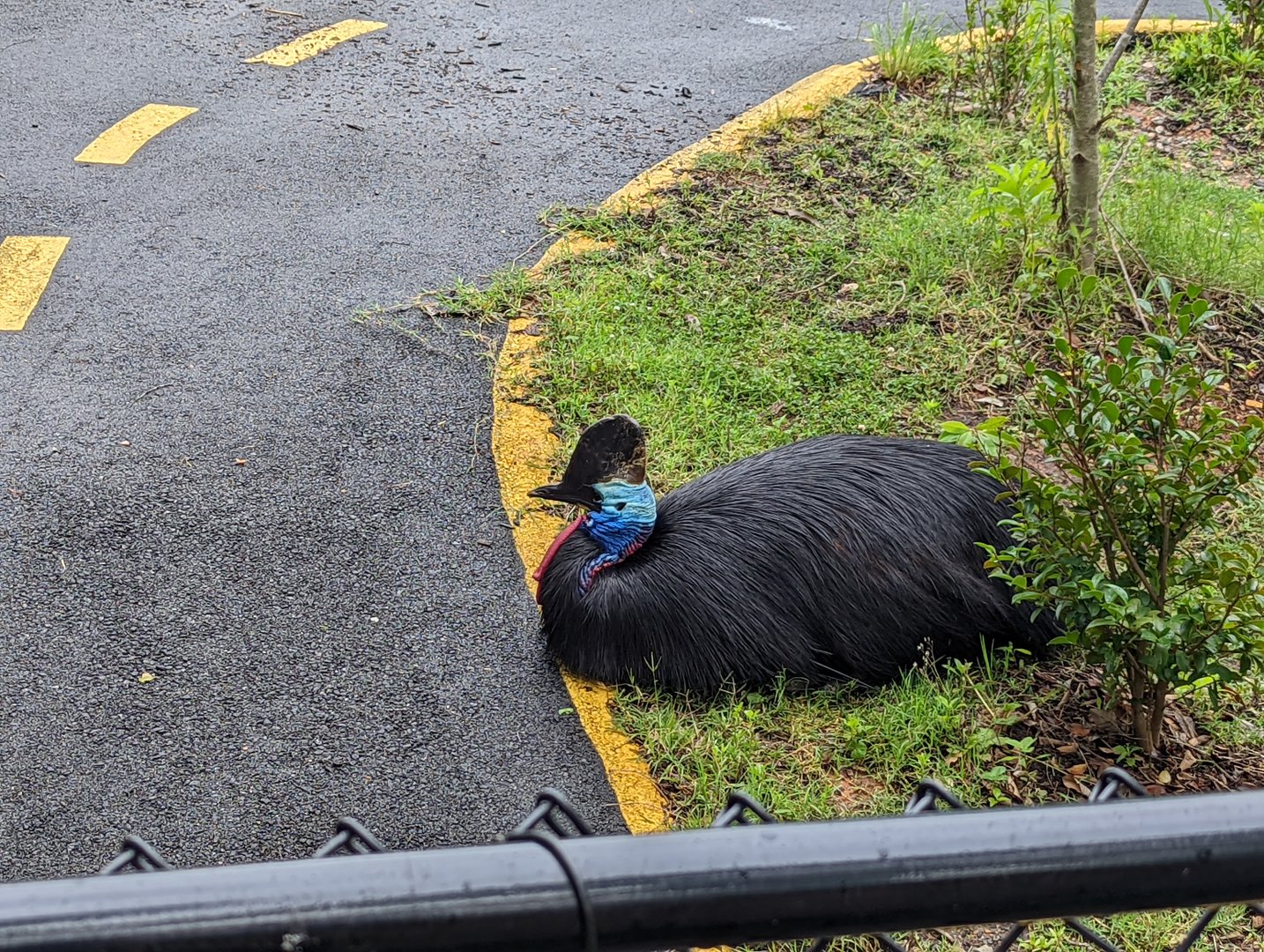Southern Cassowary