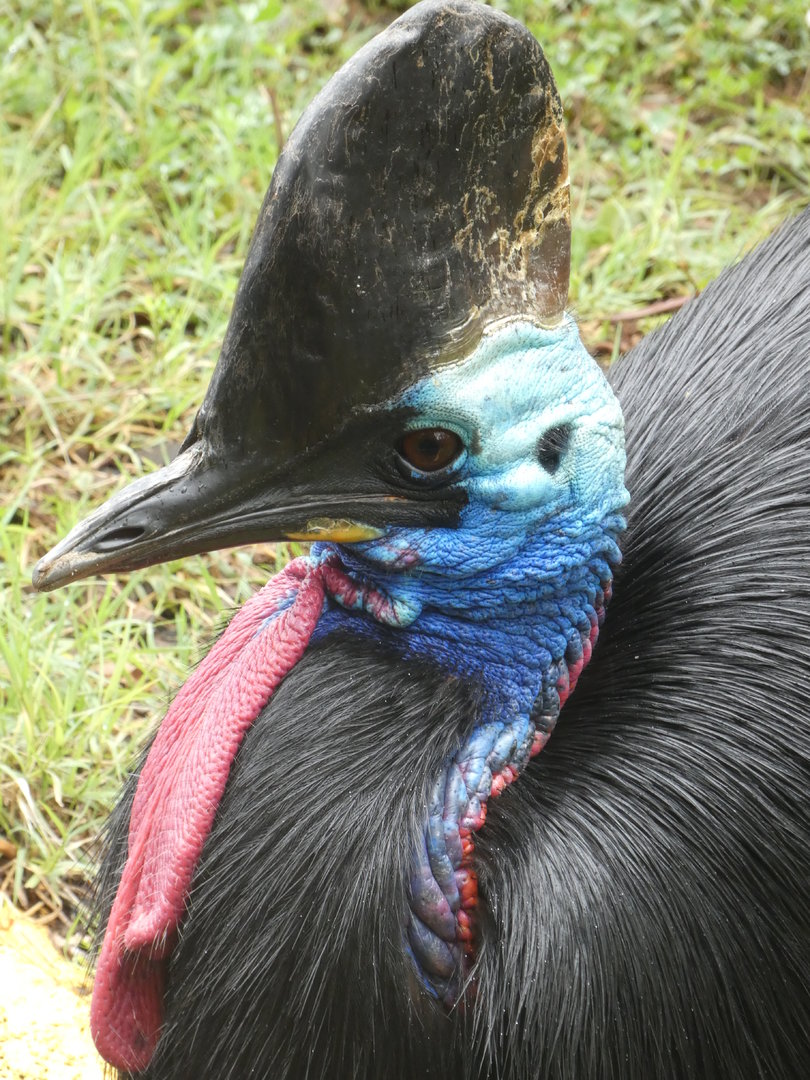 Southern Cassowary