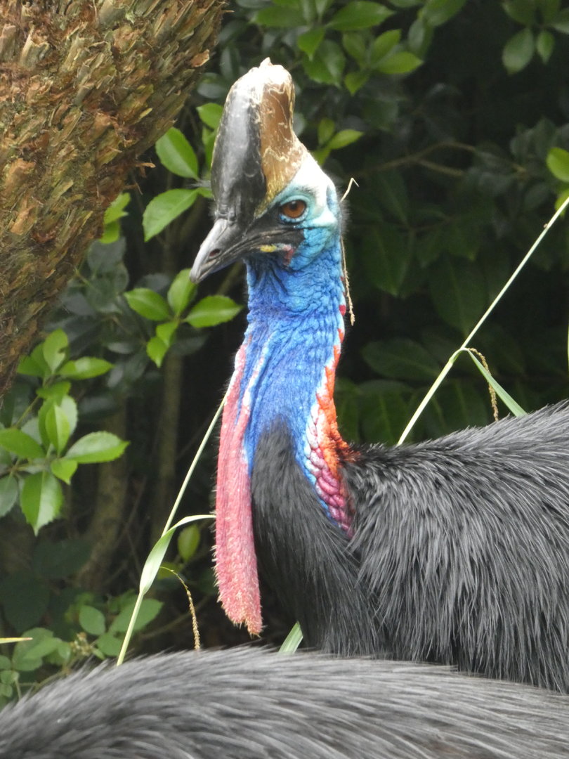 Southern cassowary