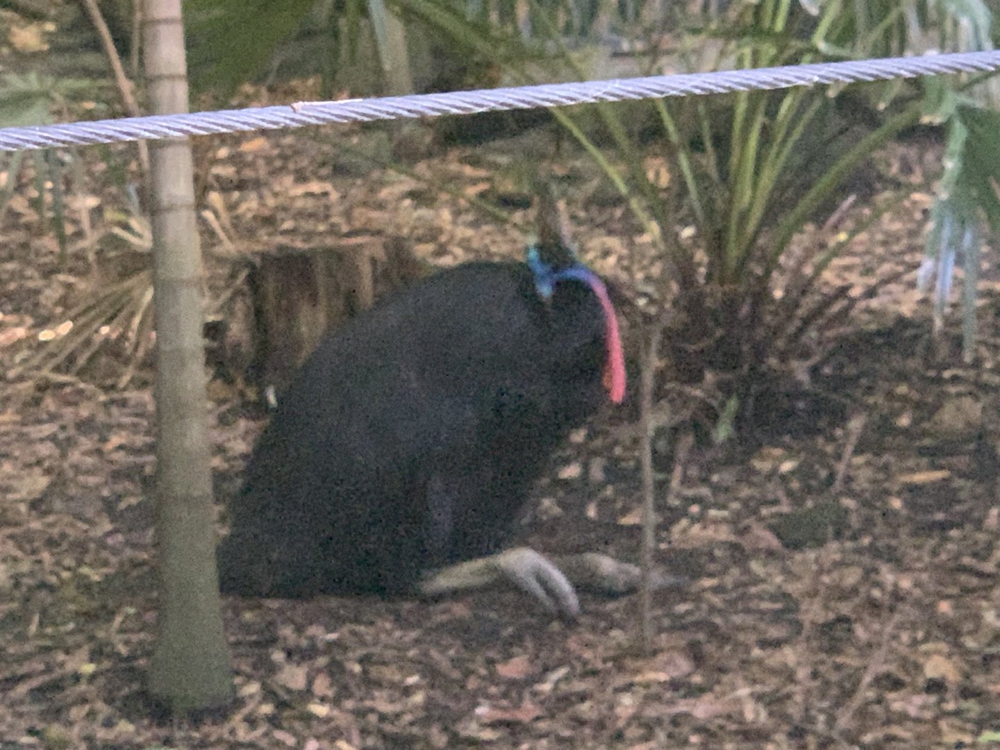 Southern Cassowary