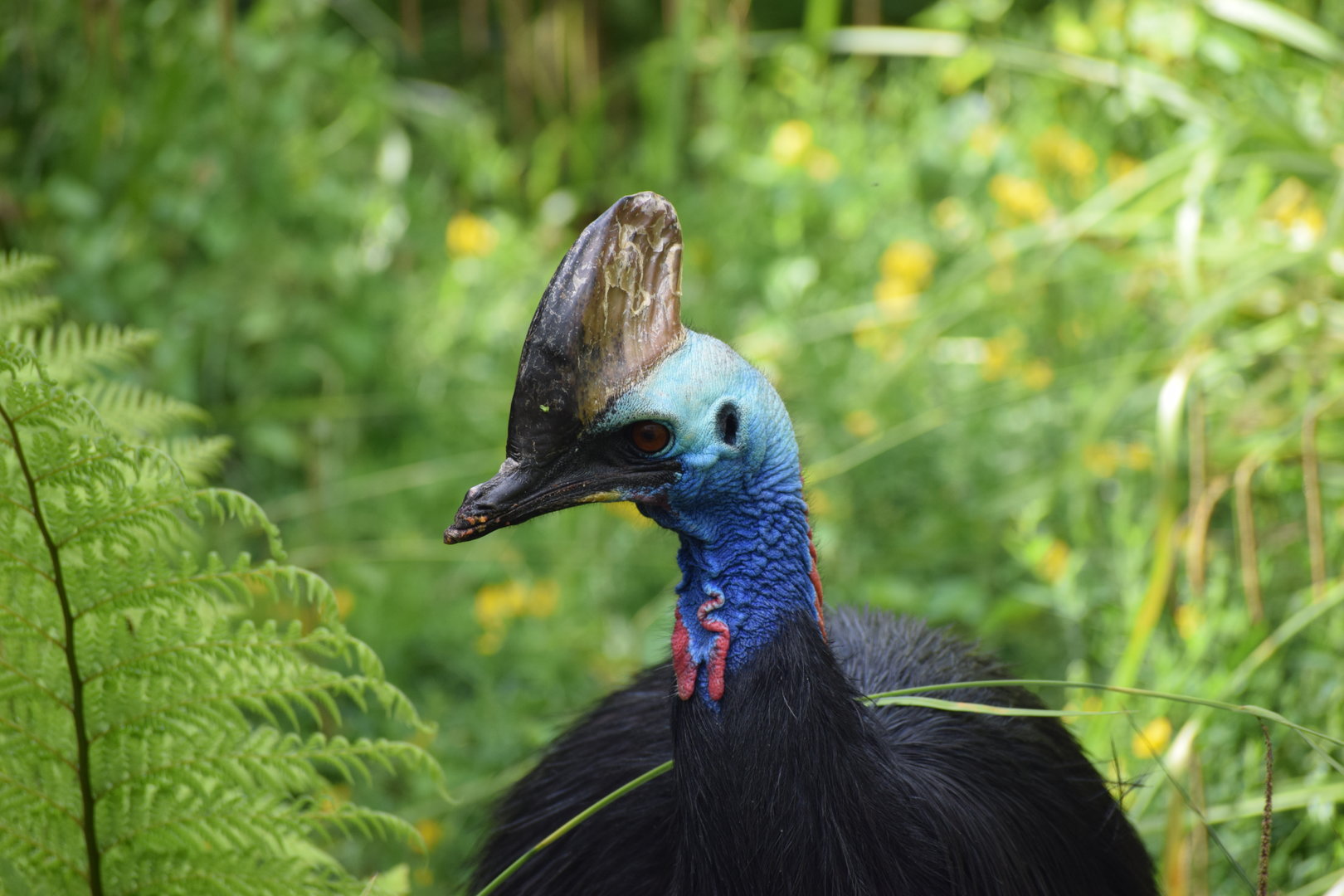 Southern cassowary