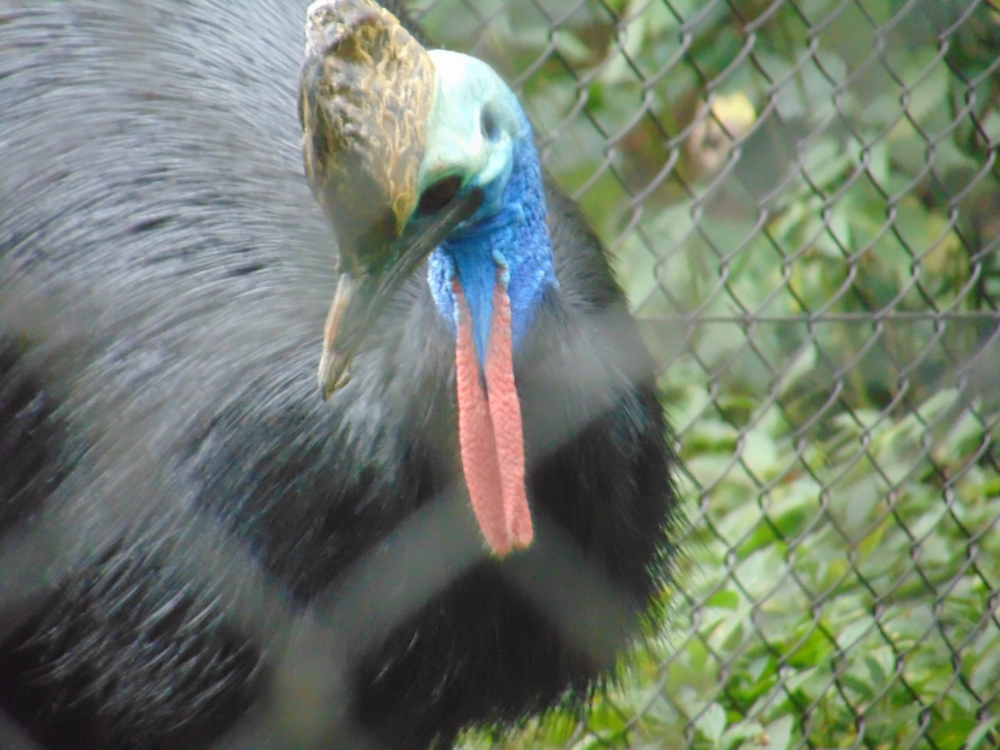 Southern Cassowary