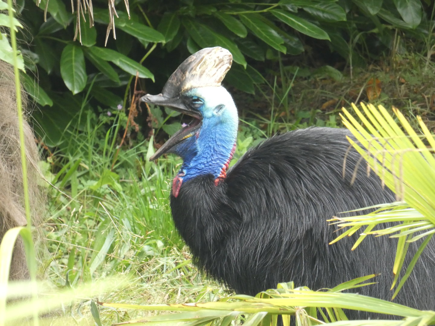 Southern cassowary