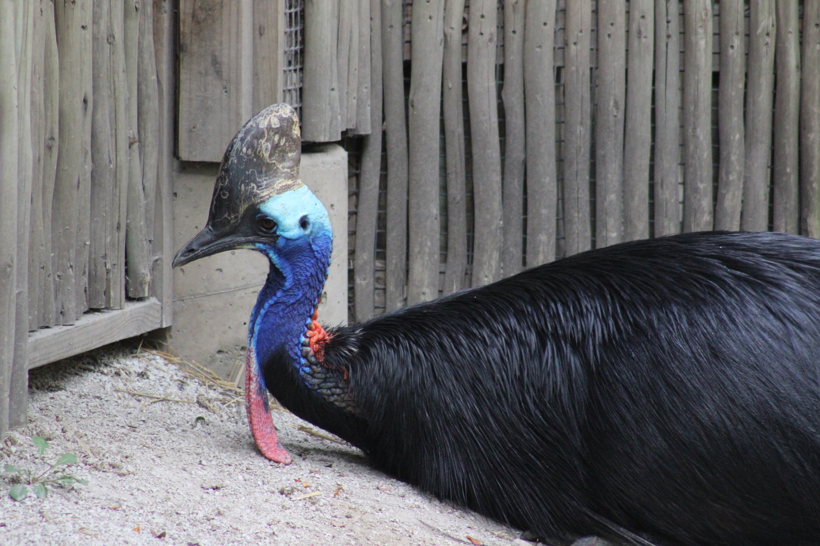 Southern Cassowary