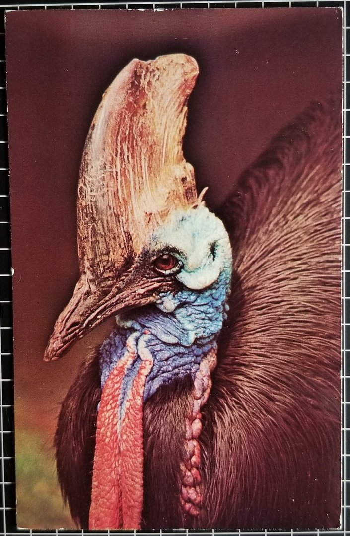 Southern cassowary