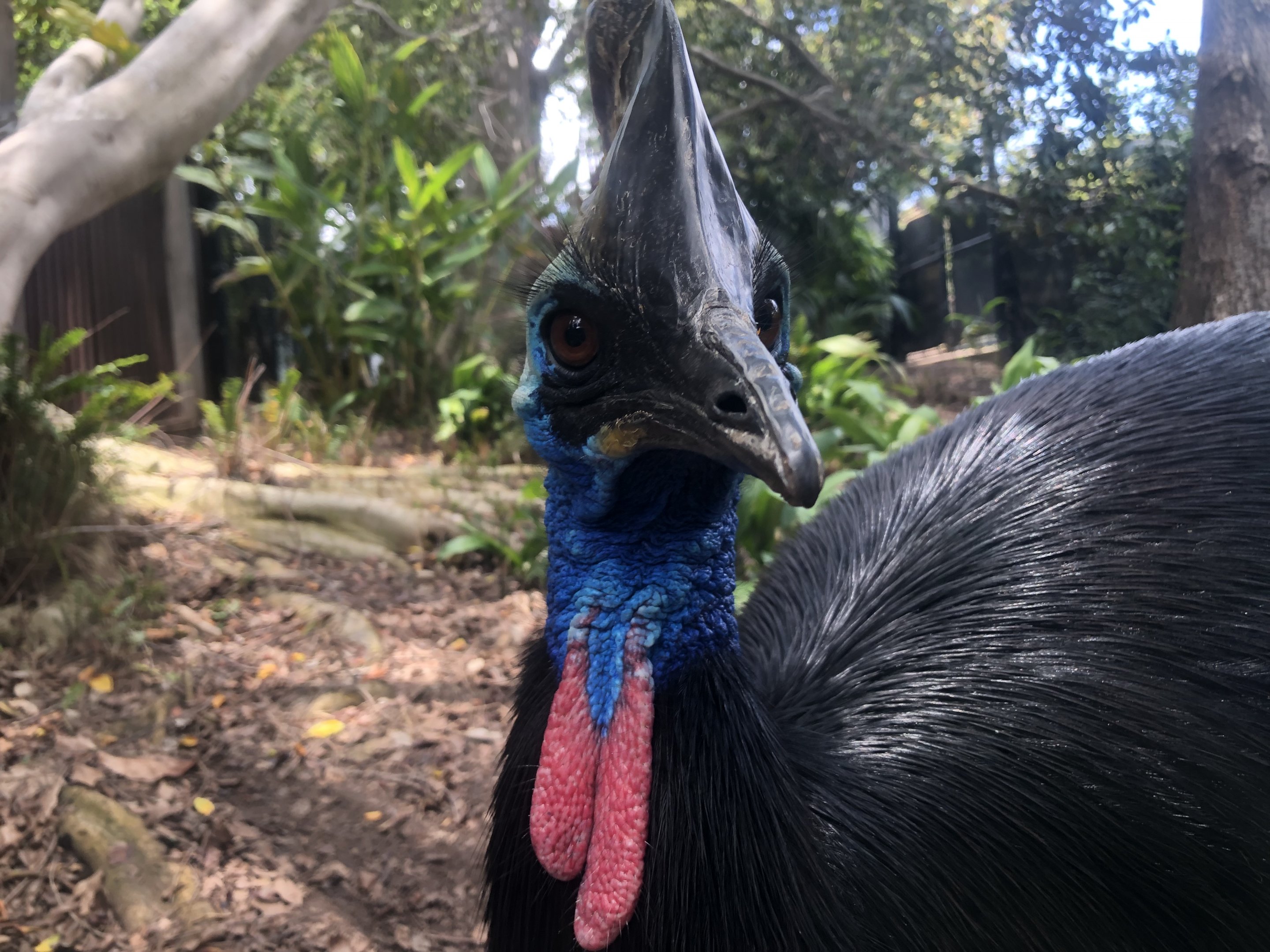 Southern cassowary