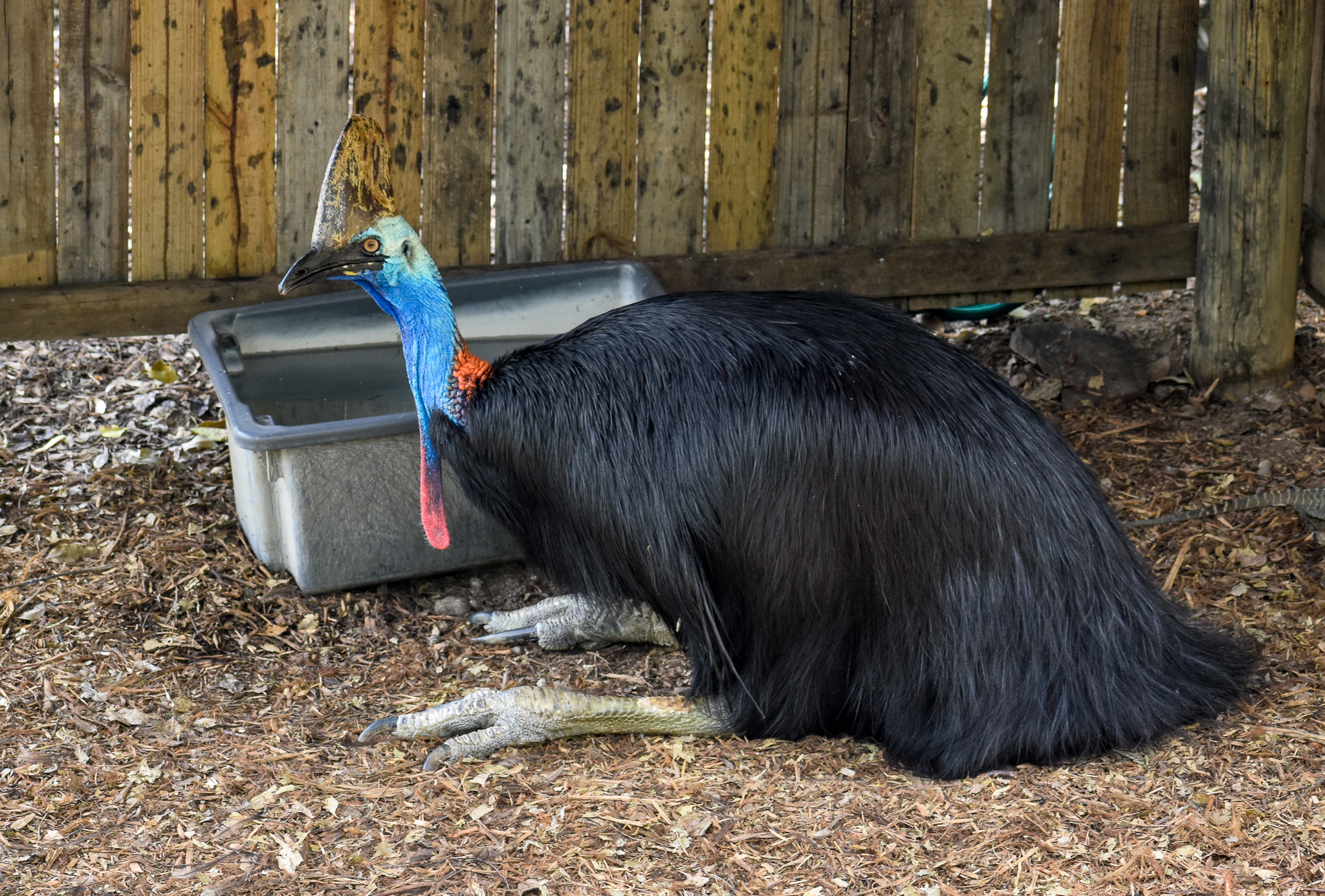 Southern Cassowary