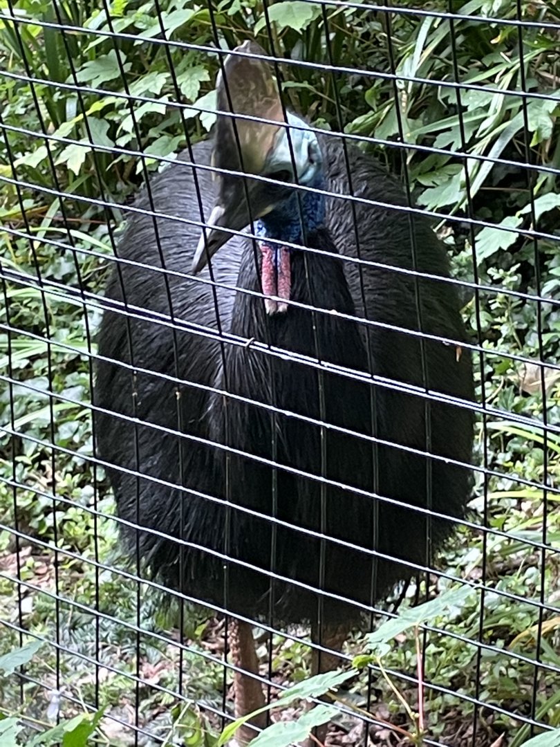 Southern Cassowary