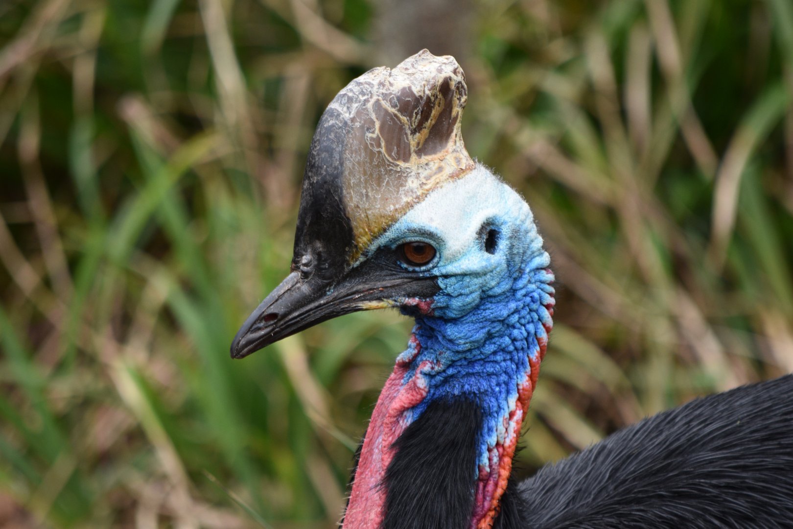Southern cassowary