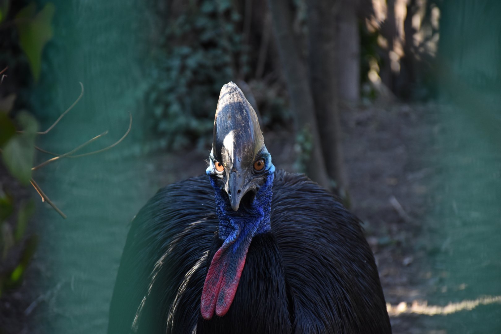 Southern cassowary