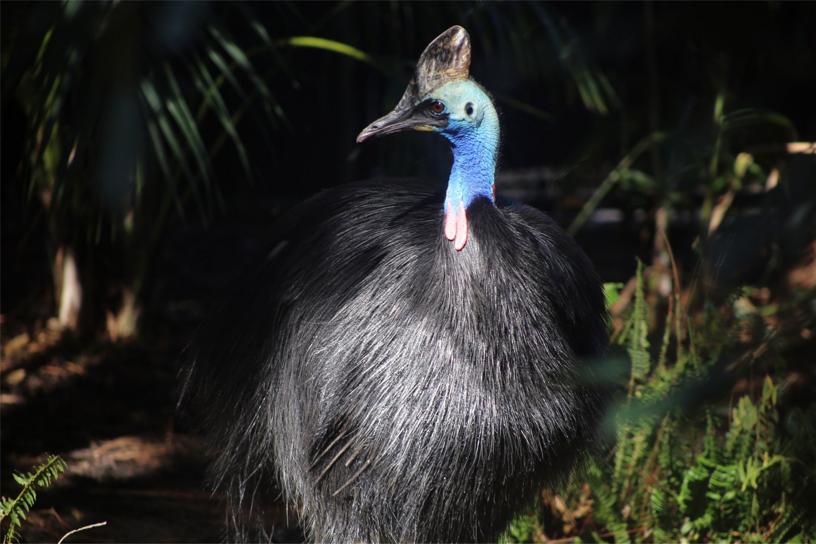 Southern Cassowary