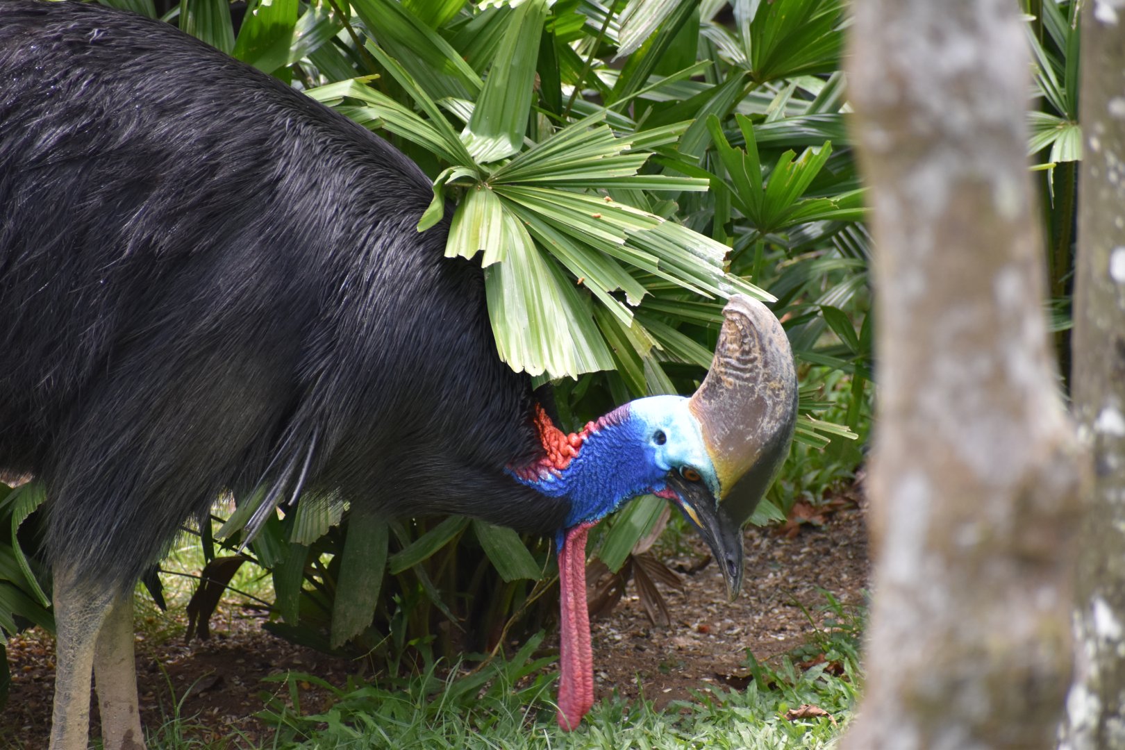 Southern Cassowary