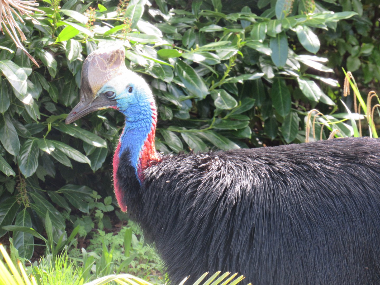 Southern cassowary