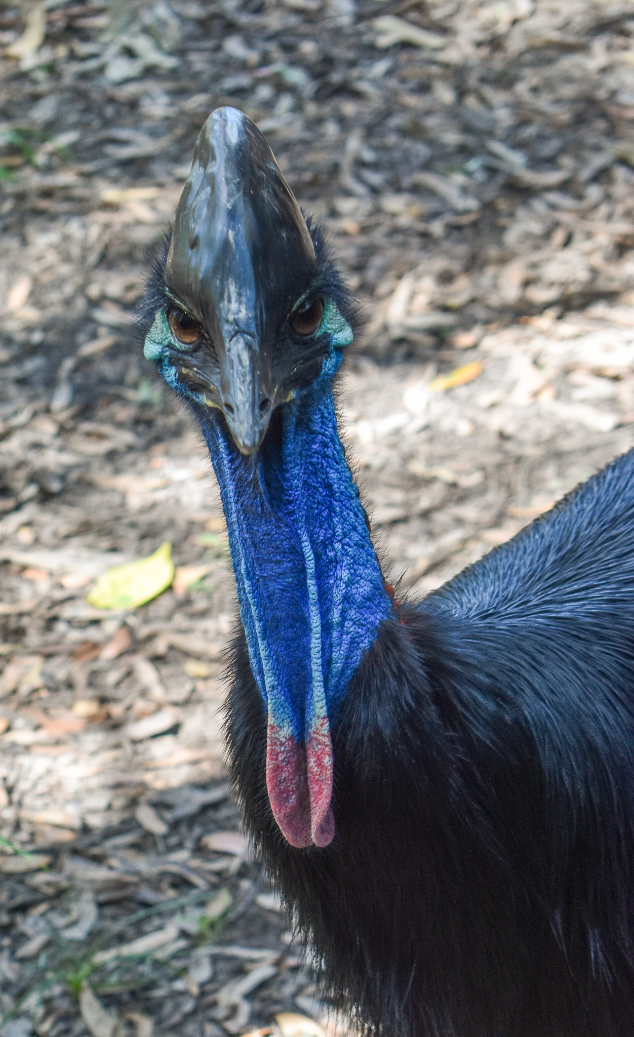 Southern Cassowary