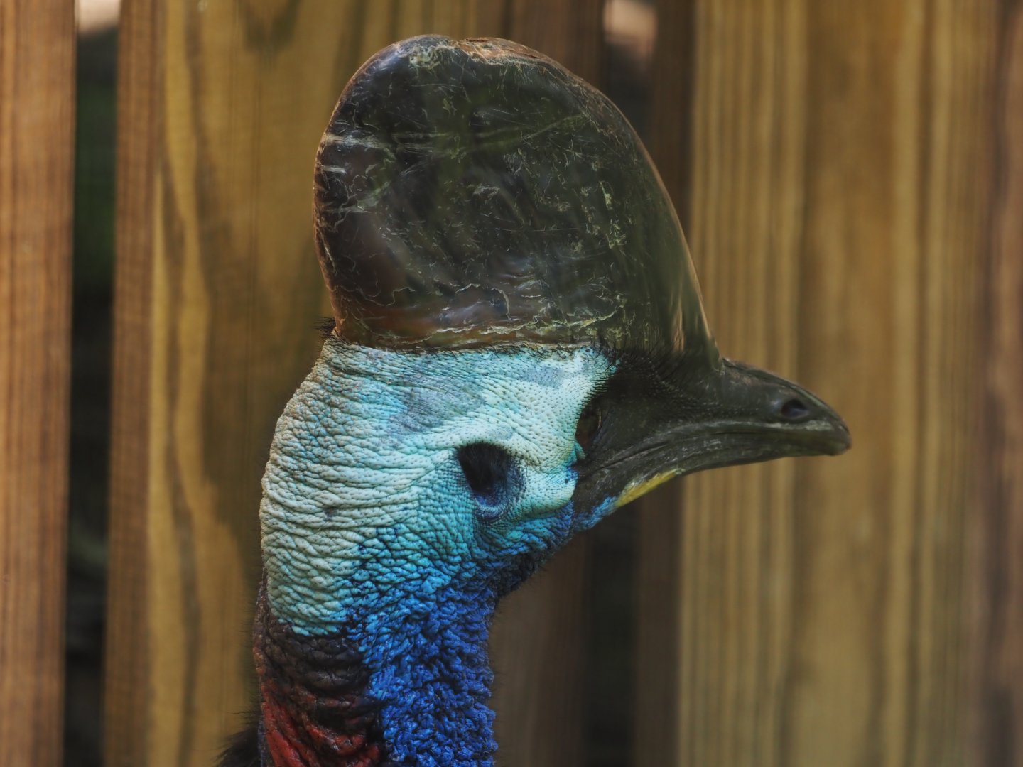 Southern Cassowary
