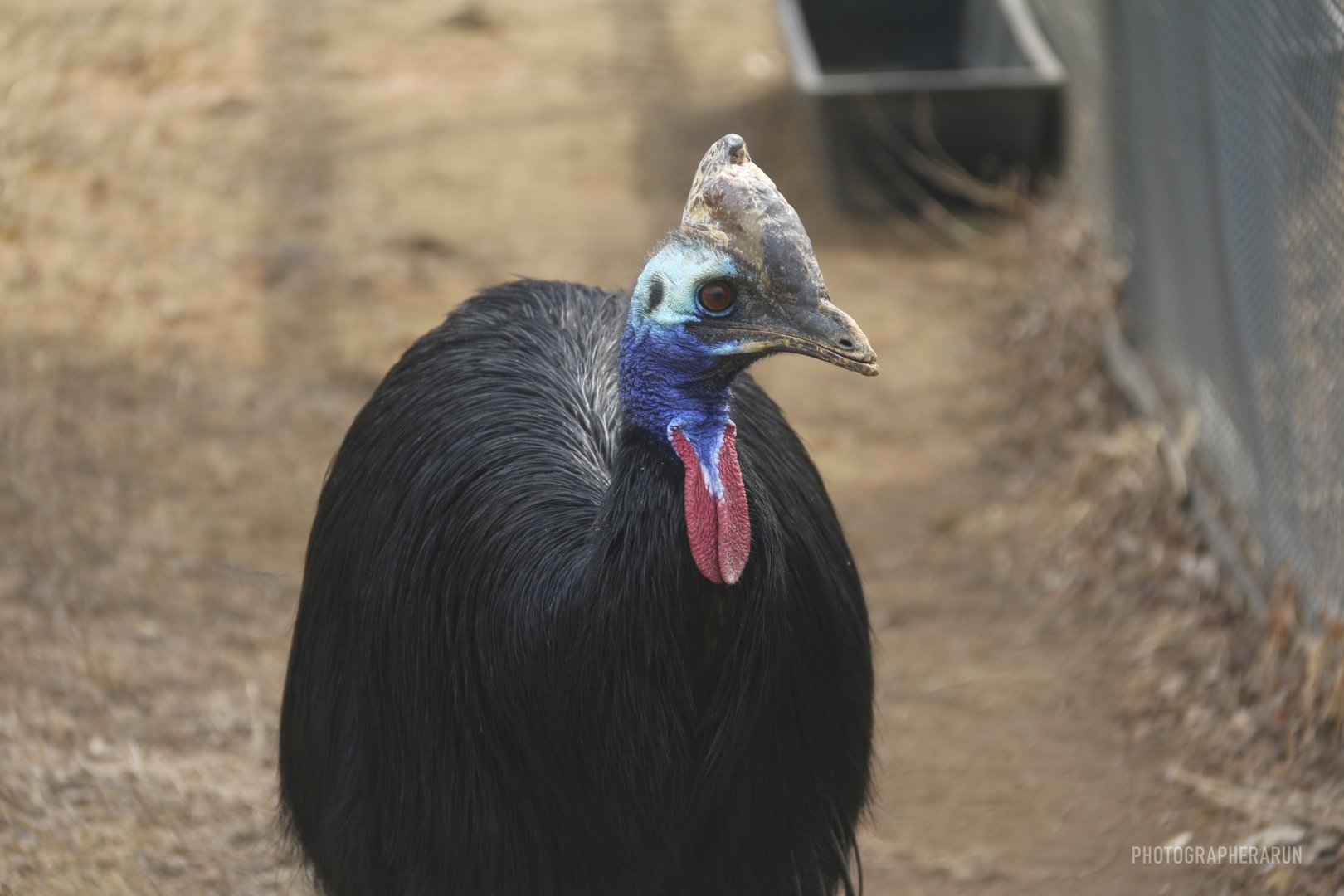 Southern Cassowary