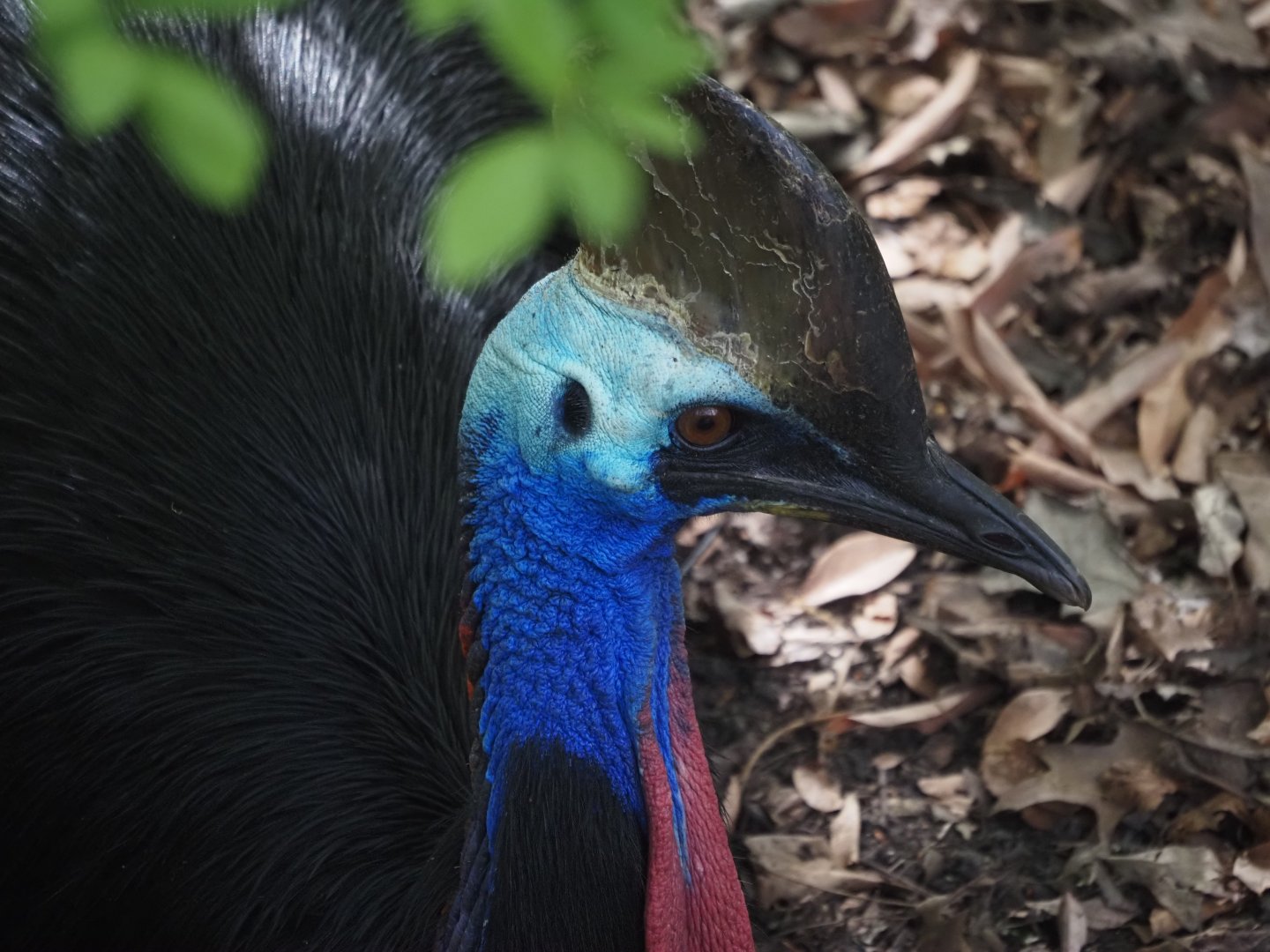 Southern Cassowary