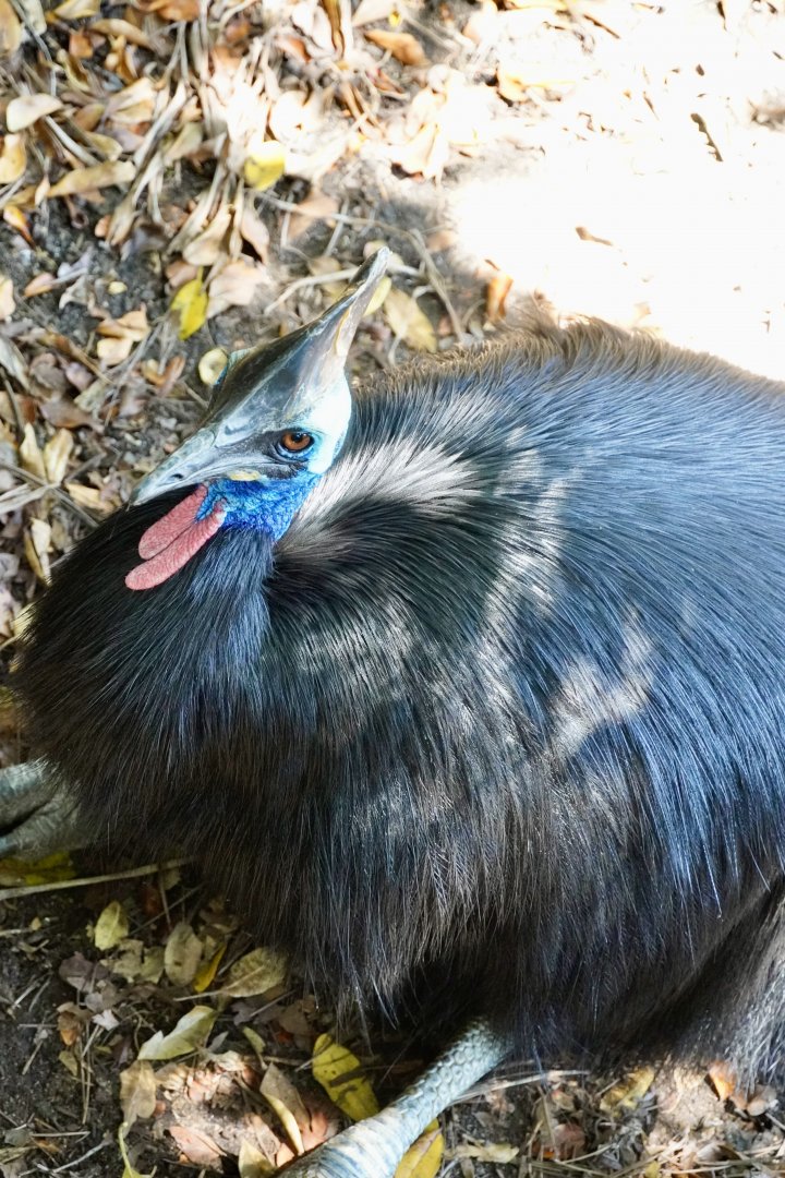 Southern Cassowary
