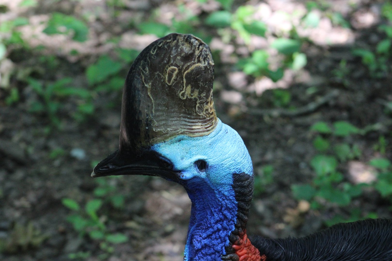 Southern cassowary