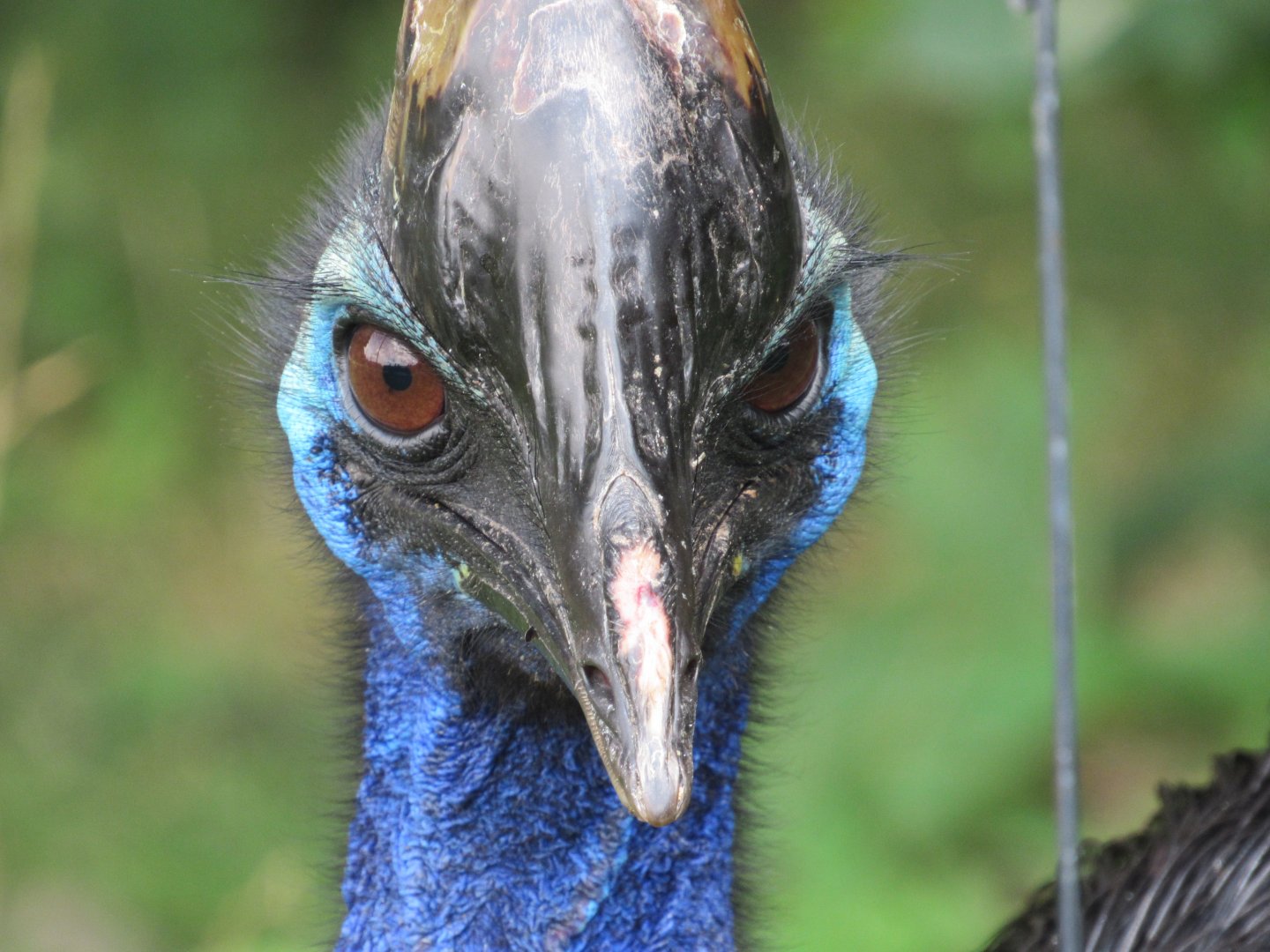 Southern Cassowary