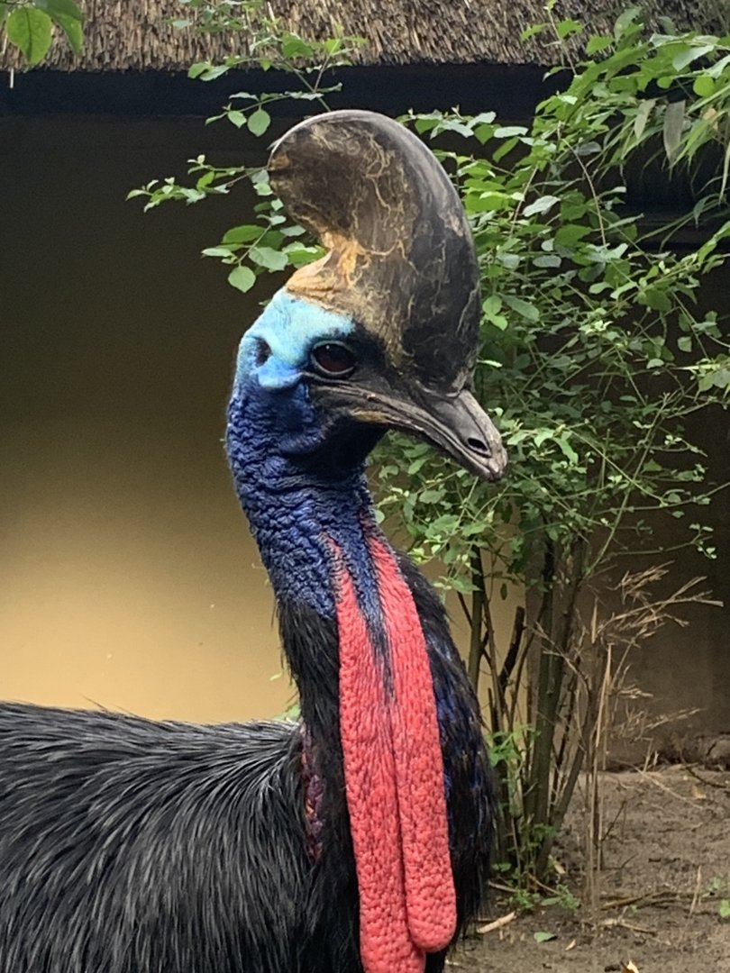 Southern cassowary