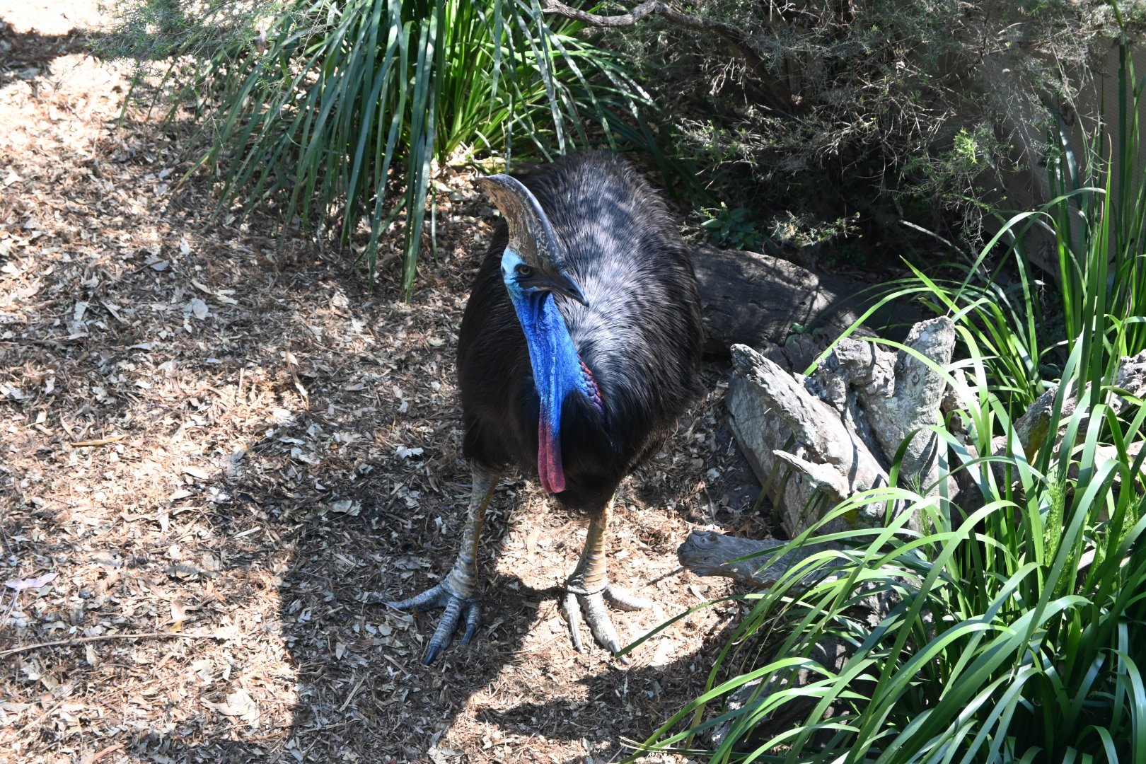 Southern Cassowary