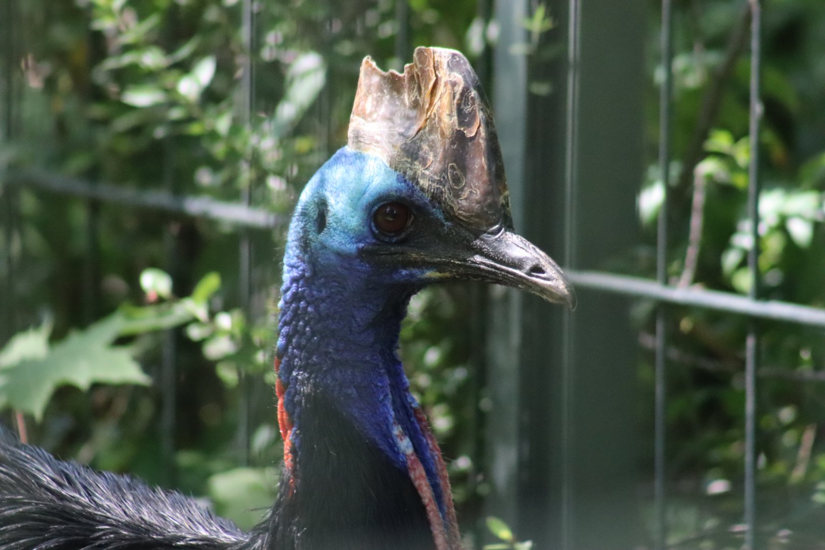 Southern Cassowary