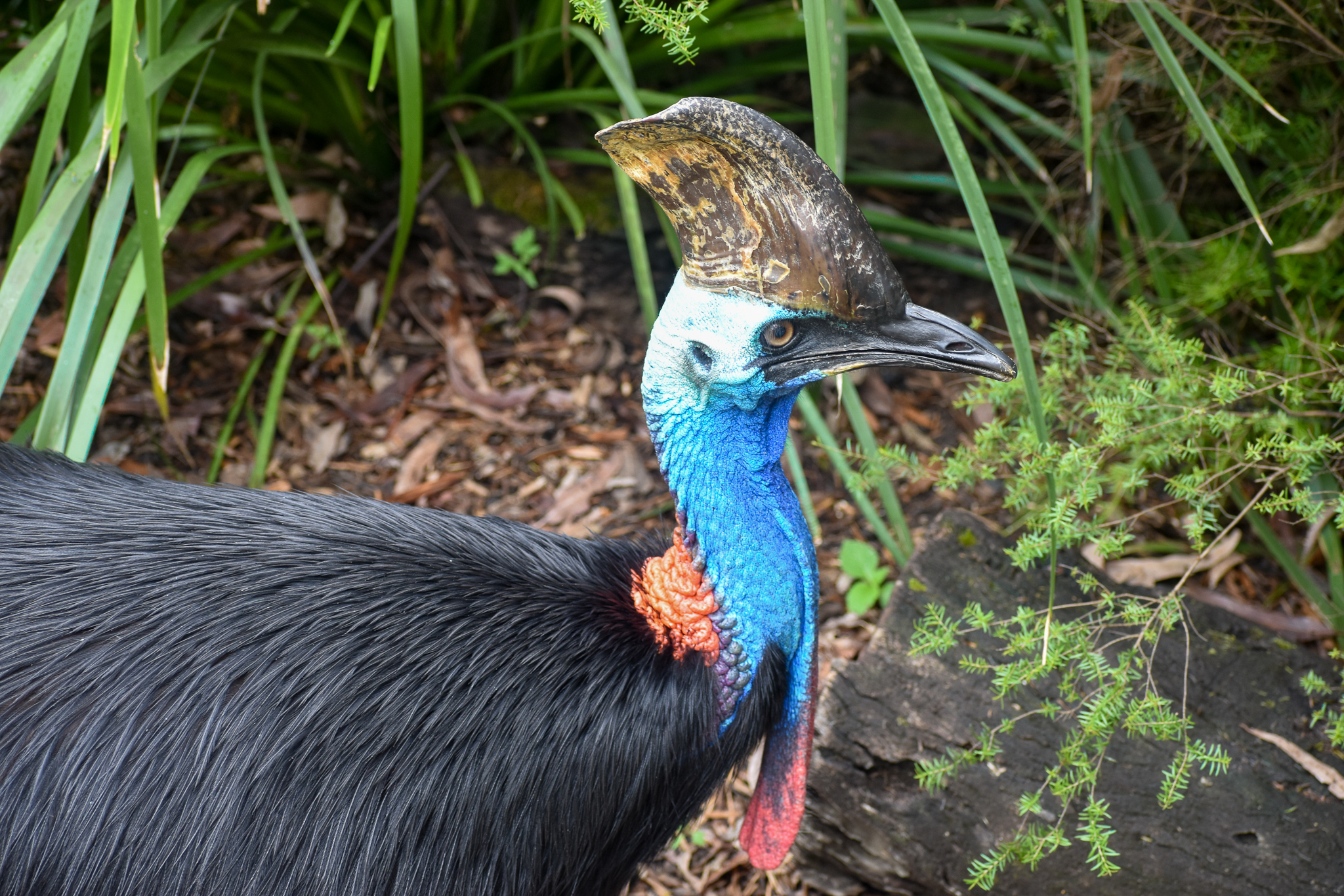 Southern Cassowary
