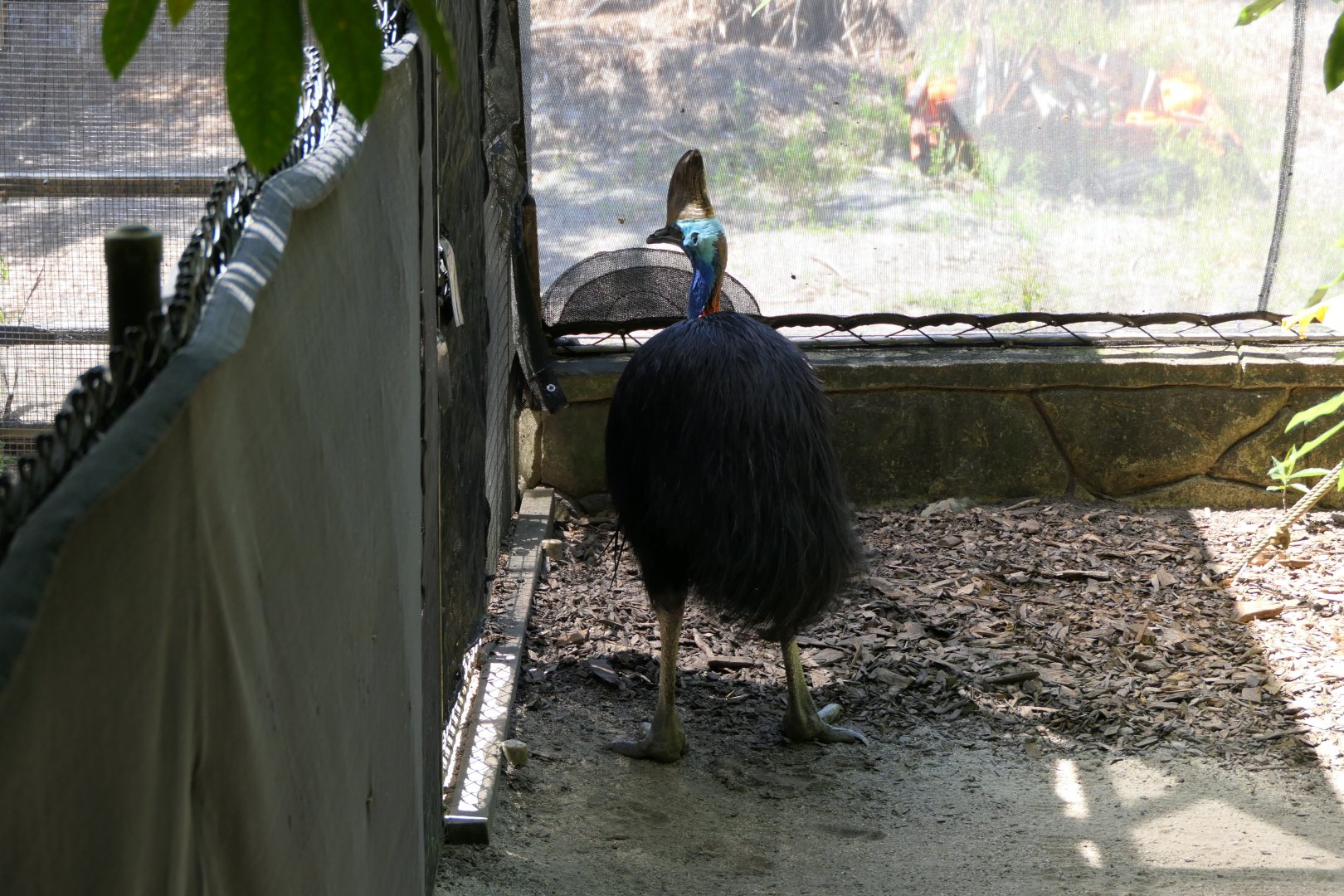 Southern Cassowary