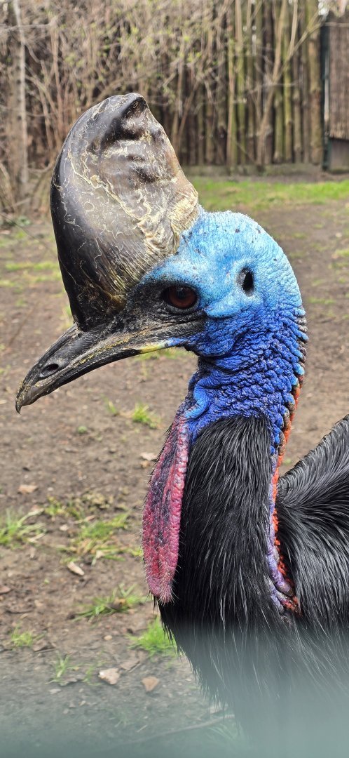 Southern cassowary