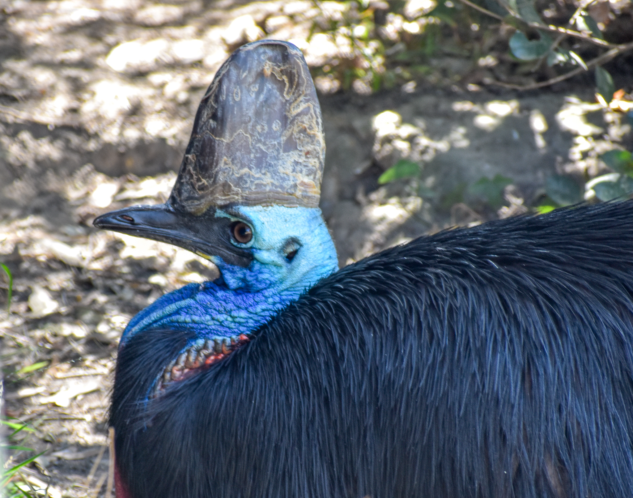 Southern Cassowary