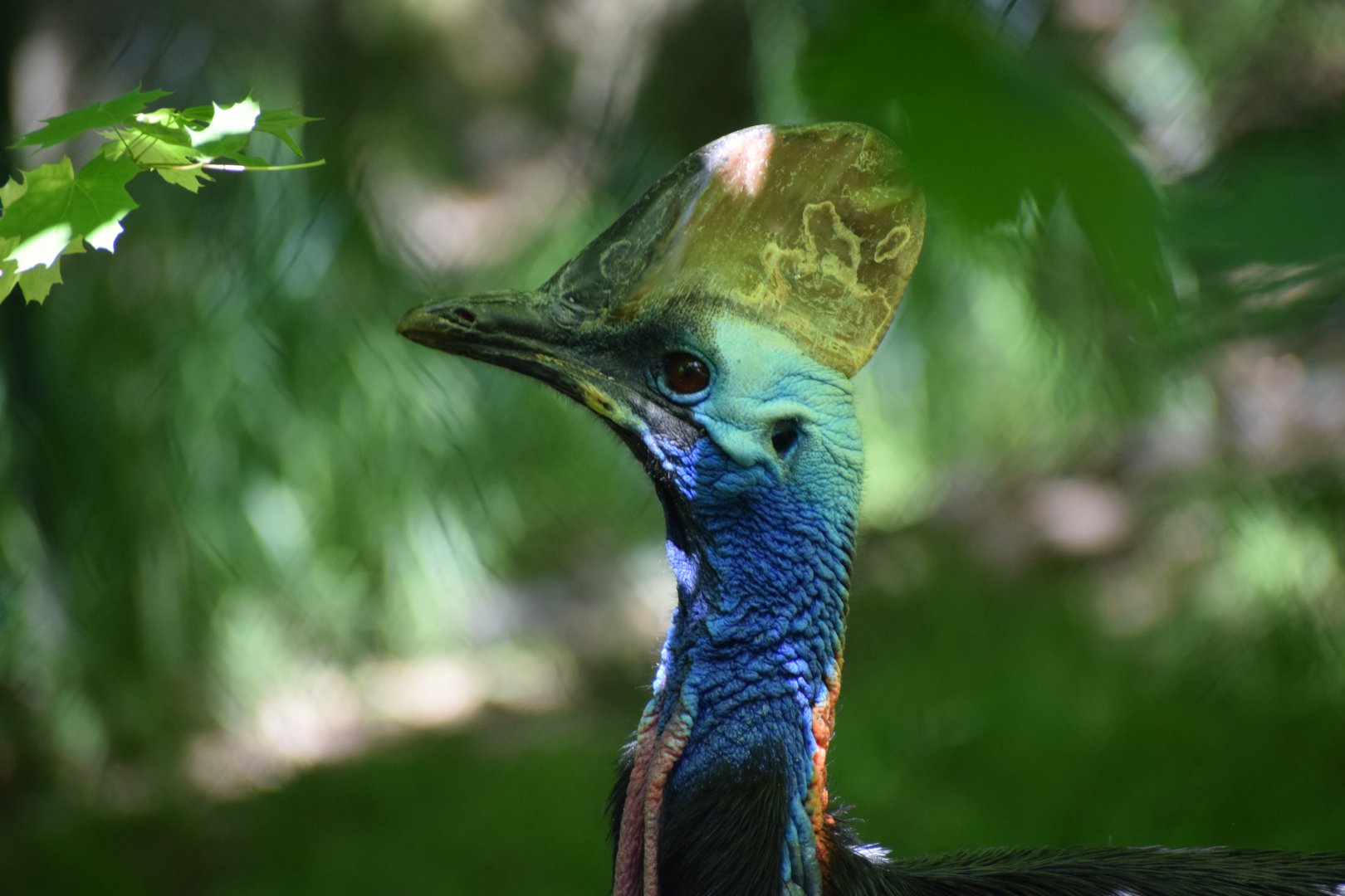 Southern cassowary