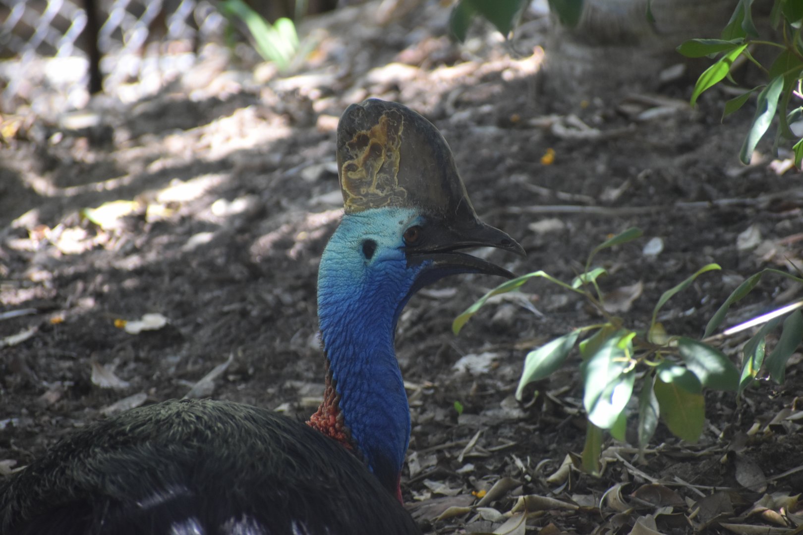 Southern Cassowary