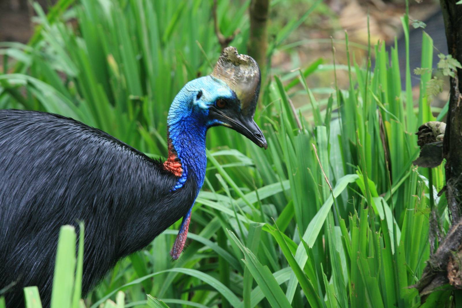 Southern cassowary